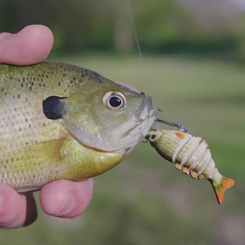 ProFish aas met speciale haak voor maximale grip.