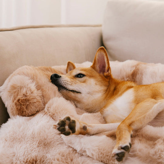 LunaPaws | Calming dog sleeping mat and sofa protection | Gray